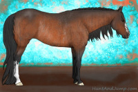 Horse Color:Bay Rabicano  and Bay Rabicano 