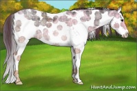 Horse Color:Plaid  White Spotted Black Ice Rabicano 