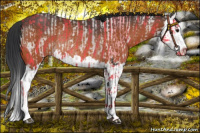 Horse Color:Brown Rabicano  and Brown Splash Rabicano 