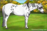 Horse Color:White Spotted Black Splash Tobiano Frame Appaloosa 