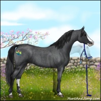 Horse Color:Blue Roan Splash Rabicano 