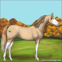 Horse Color:Gold Champagne Splash 