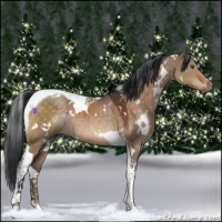 Horse Color:White Spotted Brown Dun Tobiano 
