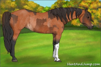 Horse Color:Bay Rabicano  and Bay Rabicano 