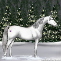 Horse Color:Gray White Spotted Brown Pearl Onyx Sabino 