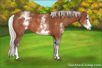 Horse Color:White Spotted Silver Bay Splash