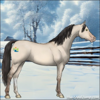 Horse Color:Amber Champagne Roan Dun Rabicano 