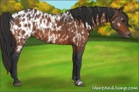 Horse Color:Bay Near Leopard  and Bay Blanket 