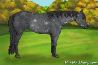Horse Color:Blue Roan 