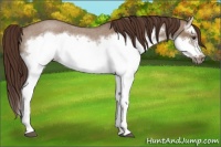 Horse Color:Liver Red Dun Roan Splash Frame Rabicano 