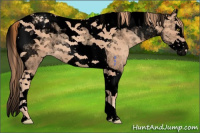 Horse Color:Void Gold Champagne Splash Tobiano Varnish 
