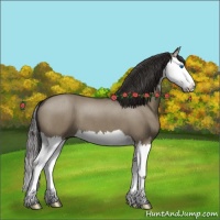 Horse Color:Smoky Grullo Roan Splash