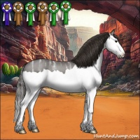 Horse Color:Smoky Black Ice Splash 