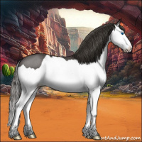 Horse Color:Smoky Black Splash 