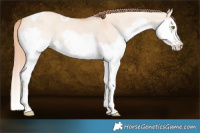 Horse Color:Gold Champagne Dun Splash Tobiano 