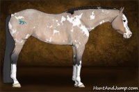Horse Color:White Spotted Bay Roan Dun Splash 