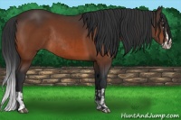 Horse Color:Bay Rabicano  and Bay Splash Rabicano 
