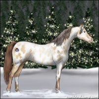 Horse Color:Gray White Spotted Sable Champagne Pearl Dun Appaloosa 