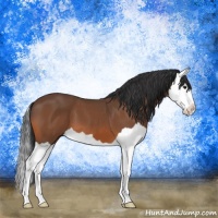 Horse Color:Bay Splash 