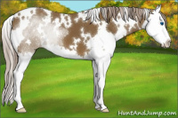 Horse Color:White Spotted Chocolate Palomino Splash 