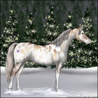 Horse Color:White Spotted Silver Brown Pearl Onyx Tobiano Appaloosa 
