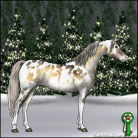 Horse Color:Gray White Spotted Silver Brown Onyx Tobiano Near Leopard 