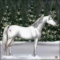 Horse Color:Gray White Spotted Silver Brown Pearl Dun Sabino 