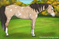 Horse Color:White Spotted Bay Dun Splash