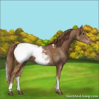 Horse Color:White Spotted Chestnut Appaloosa 