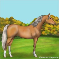 Horse Color:Silver Buckskin 