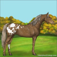 Horse Color:Chocolate Palomino Appaloosa 