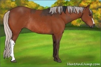 Horse Color:Brown Rabicano  and Silver Brown Rabicano 