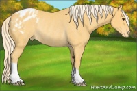 Horse Color:Palomino Appaloosa Rabicano 