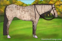 Horse Color:Brown Dun Rabicano  and Sable Champagne Dun Rabicano 