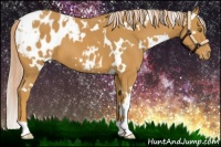 Horse Color:White Spotted Palomino Appaloosa