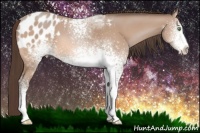 Horse Color:White Spotted Amber Champagne Sabino Appaloosa 