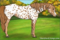 Horse Color:Chestnut Near Leopard 