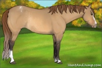 Horse Color:Buckskin Dun Sabino Varnish Rabicano 