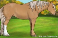 Horse Color:Palomino 