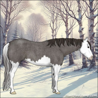 Horse Color:Smoky Blue Roan Splash 