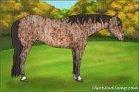 Horse Color:Bay Rabicano  and Amber Champagne Rabicano 
