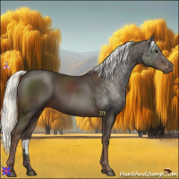 Horse Color:Liver Chestnut Mushroom Rabicano 