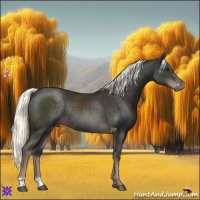 Horse Color:Liver Chestnut Mushroom Rabicano 