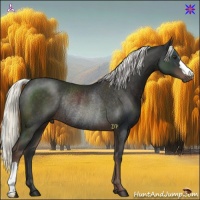 Horse Color:Liver Chestnut Rabicano 