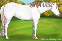 Horse Color:Red Dun Sabino Splash 