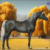 Horse Color:Liver Chestnut Mushroom Rabicano 