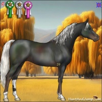 Horse Color:Liver Chestnut Mushroom 