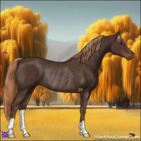 Horse Color:Liver Chestnut Rabicano