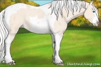 Horse Color:Cremello Splash Tobiano Appaloosa Rabicano 