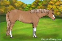 Horse Color:Chestnut Rabicano 